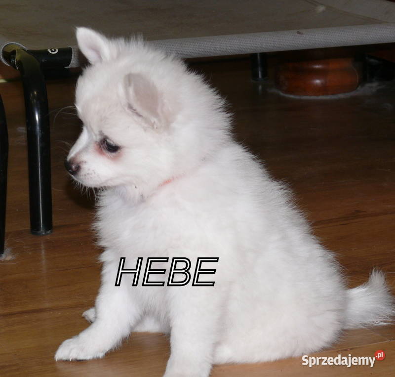 SZPIC NIEMIECKI ŚREDNI dolnośląskie Żerniki Małe