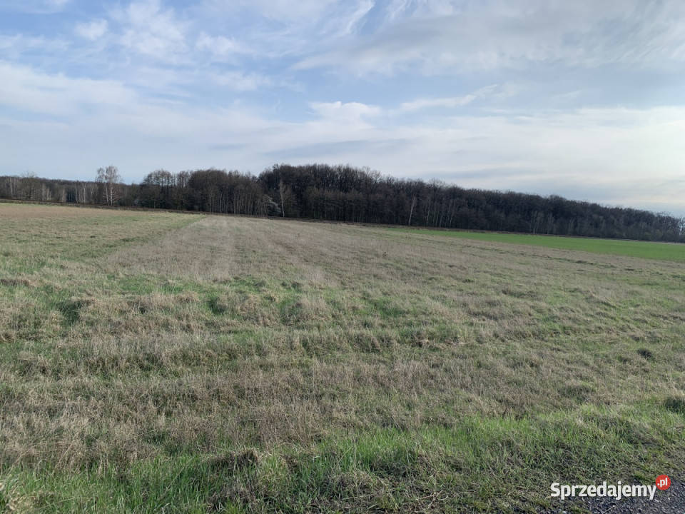 Działki rolne w Pątnowie Legnickim Sprzedaż dolnośląskie Pątnów Legnicki