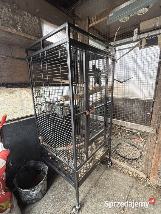 Alexandretta chińska z klatką Ptaki Strzegom