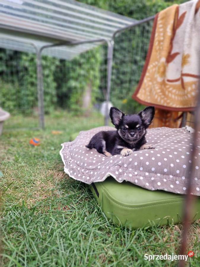 Mały piesek chihuahua długowłosy TRICOLOR Wałcz sprzedam