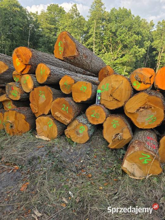 Kłody liściaste na blaty monolity i stoły z zachodniopomorskie Goleniów sprzedam