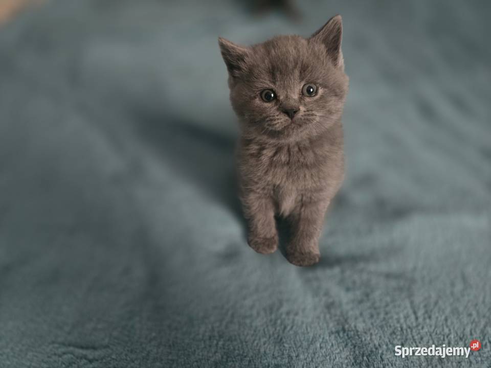 Kocięta brytyjskie Łagiewniki