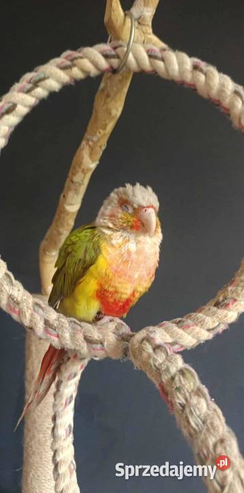 Rudosterka zielonolica pineapple samiec z Tczew