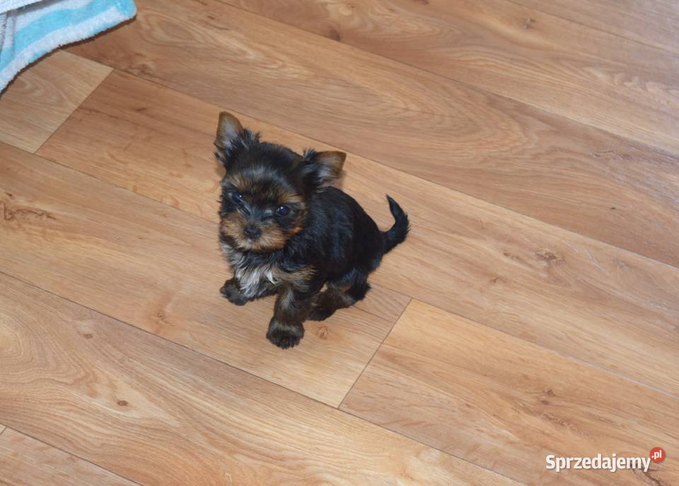 suczka york czteropokoleniowy rodowód Łapy