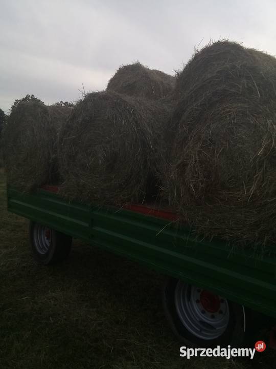 Siano w belach wielkopolskie Ostrów Wielkopolski sprzedam