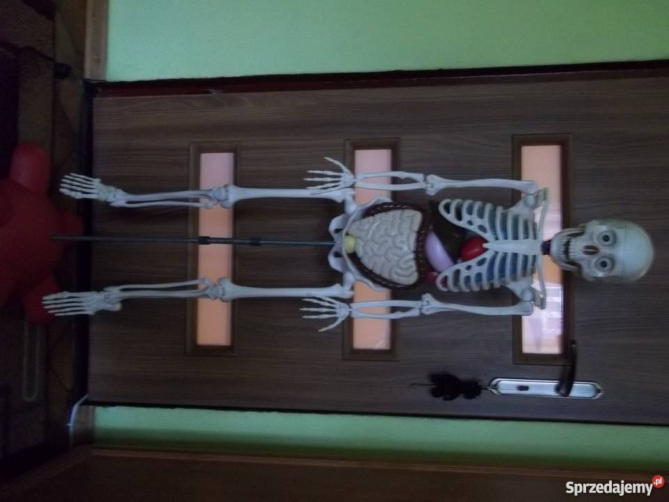 szkielet człowieka składany z części do nauki i Michów