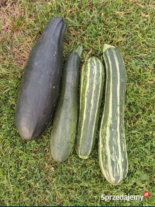 Warzywa ogórki pomidory cebula koper fasolka Kaniwola