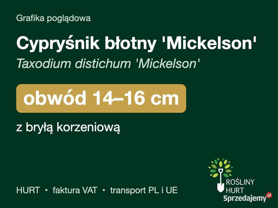 Cypryśnik błotny Mickelson obwód 1416 z bryłą