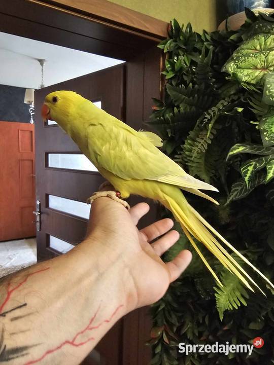 Aleksandretta Obrożna Ręcznie Karmiona Radlin