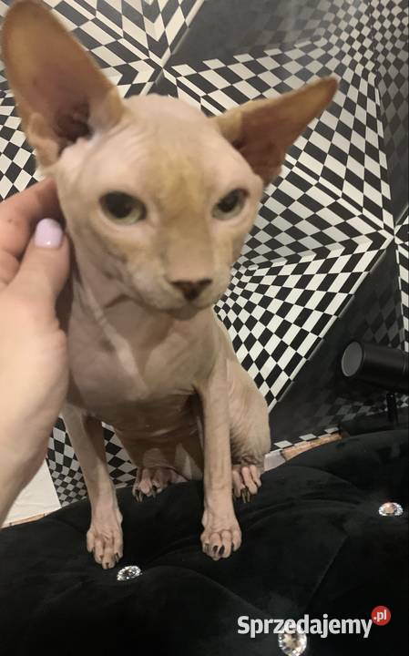 Sfinks Kanadyjski Reproduktor Leszno usługi dla zwierząt