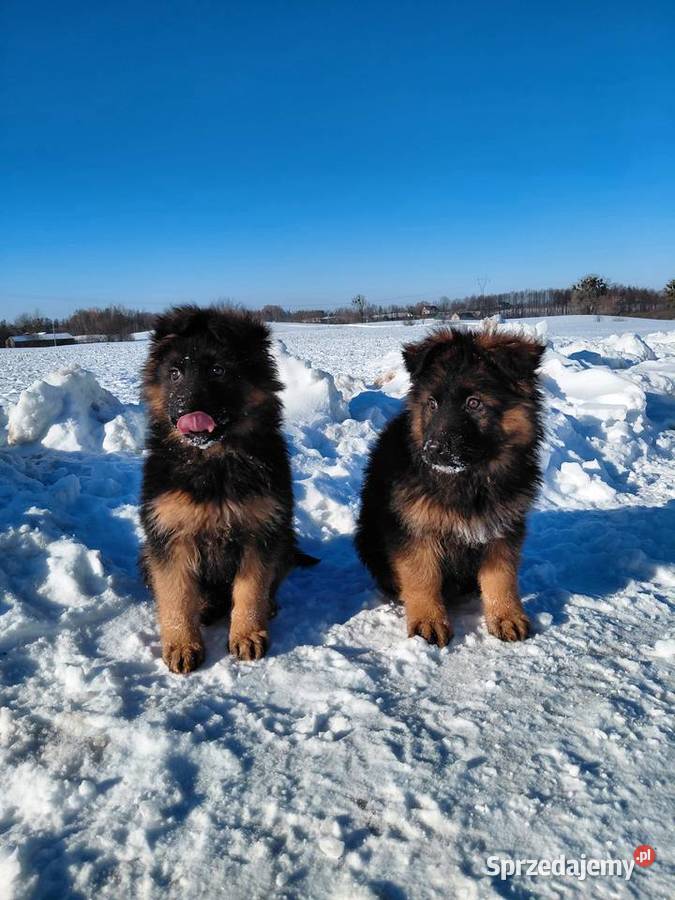 Szczenięta Owczarek Niemiecki Długowłosy