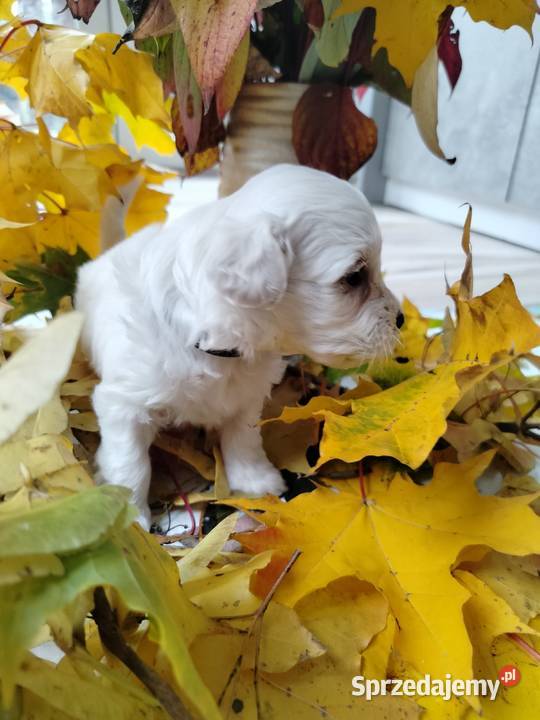 Maltipoo pomorskie Chojnice