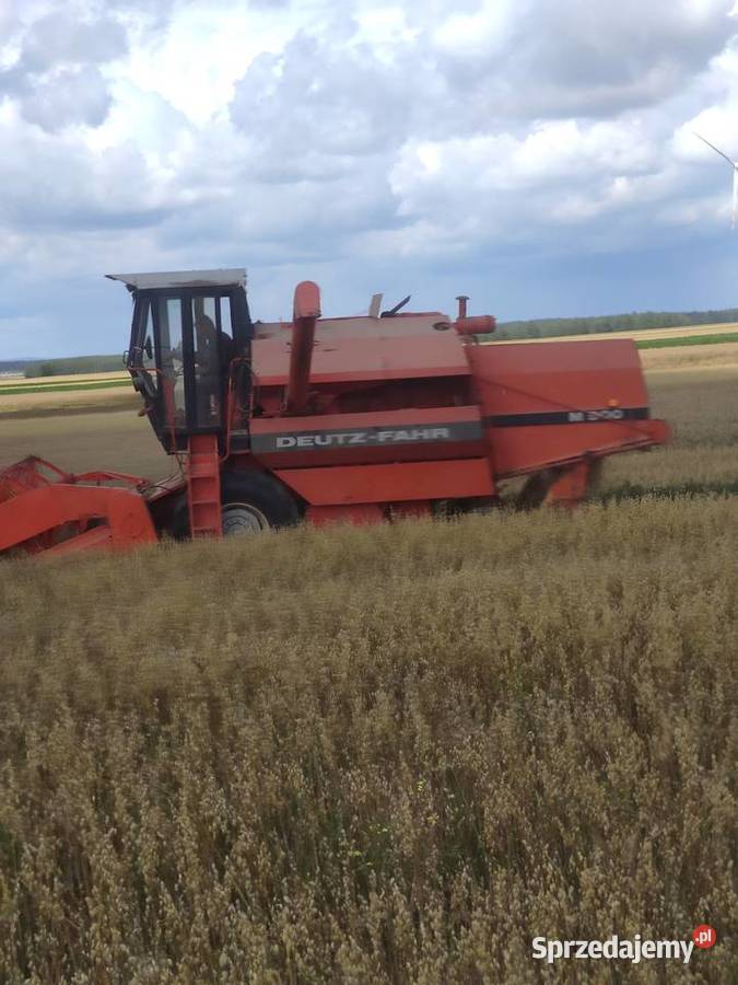Owies zboże suchy zboża 2026 Iłża