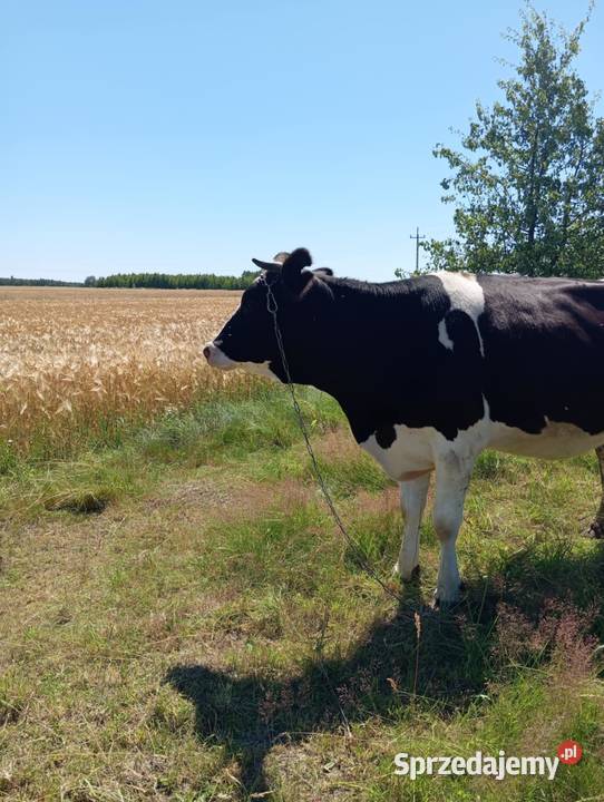 Młoda krowa HF na ocieleniu Michów