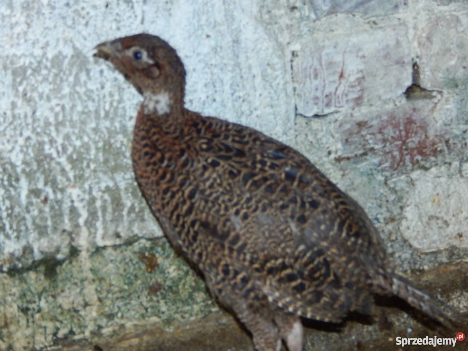 Bażantbażanty kiściecsrebrnełowne Mirsk