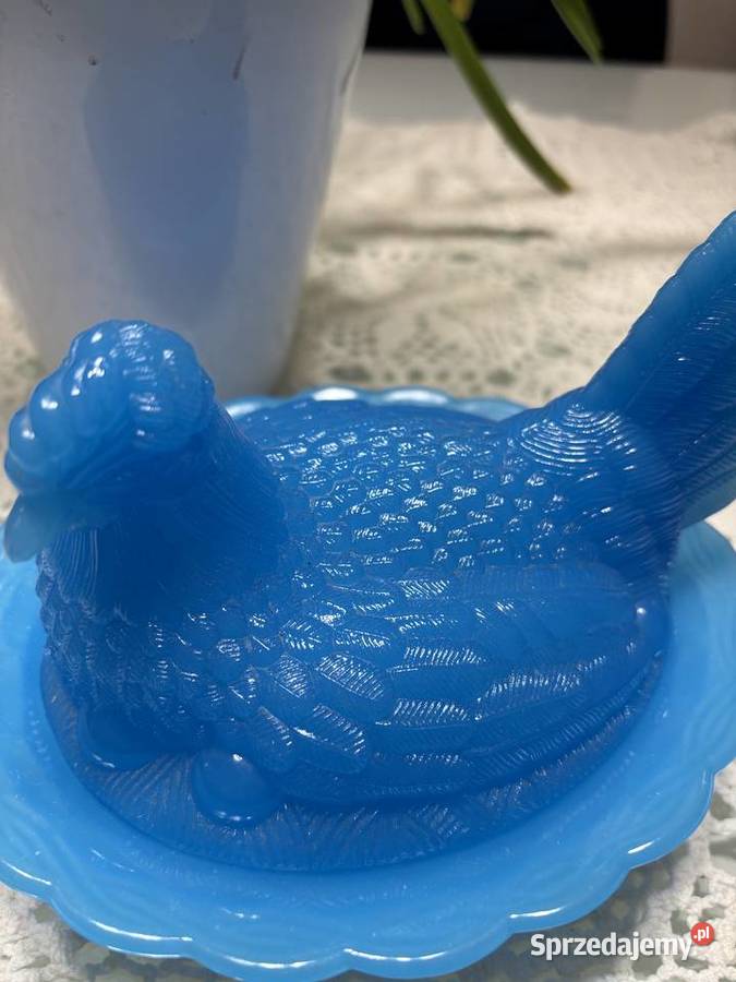 Kura w gnieździe Sędziejowice