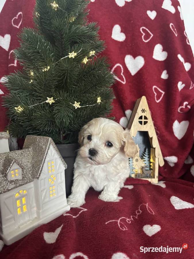 Maltipoo Sunia F1 Częstochowa