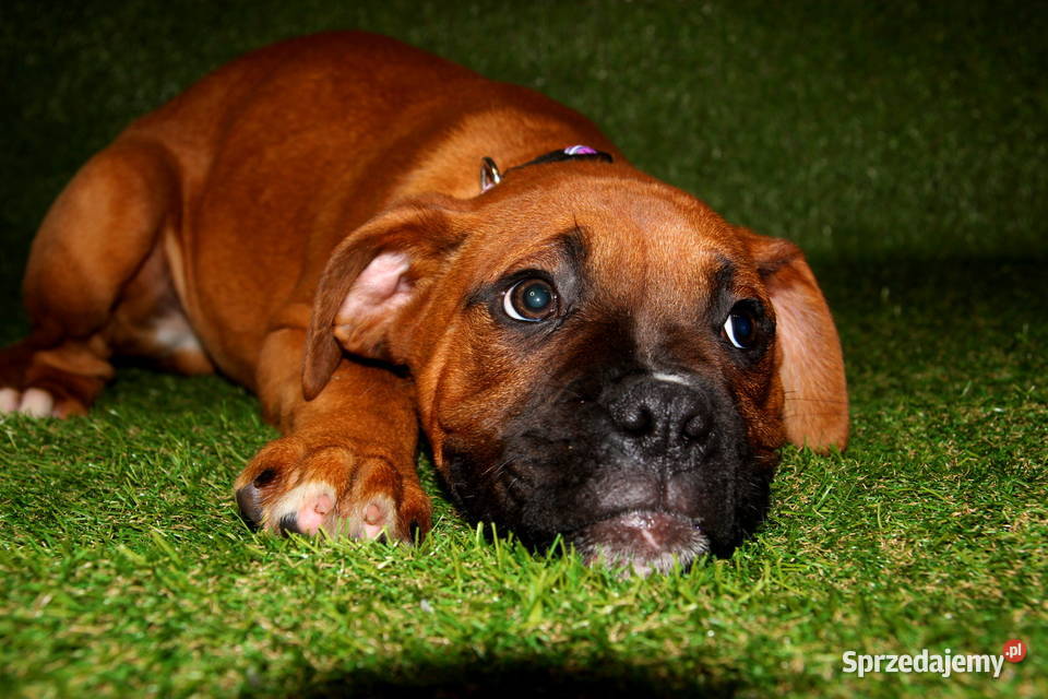 Piesek DANY Bokser z hodowli Family Bokser Łęczna sprzedam
