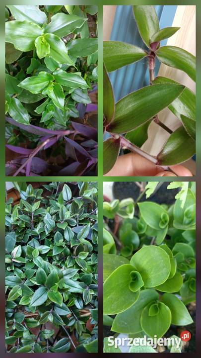 Trzykrotki tradescantia 24 różne odmiany w tym wielokolorowy Skuły