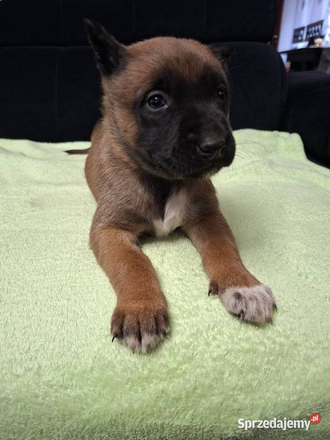 Owczarek Belgijski Malinois Szczeniaki Częstochowa
