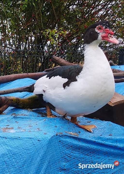 Kaczory dworka piżmowy staropolski biegus Dąbrowice sprzedam