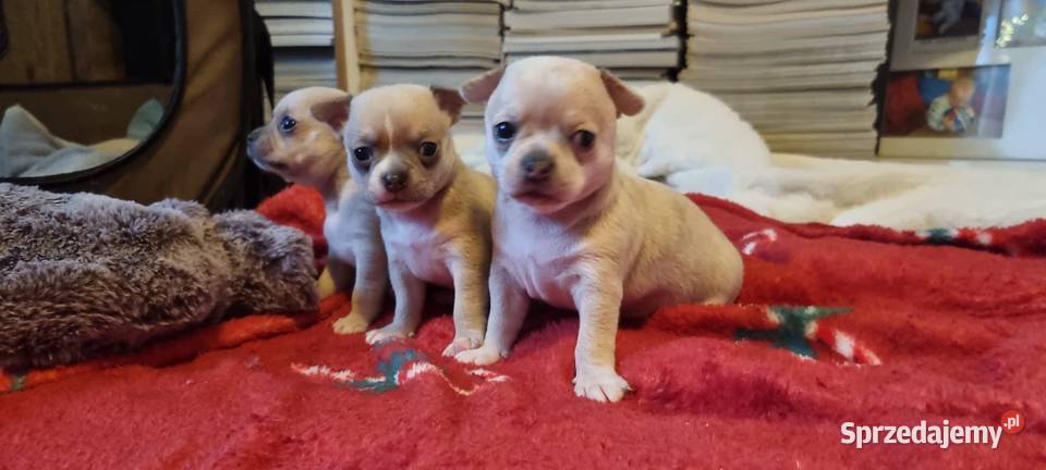 Chihuahua piękne szczenięta krotkowlose Szczecin