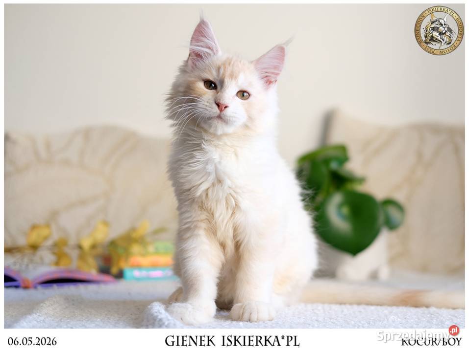 Gienek Iskierka Wyjątkowy kocur Maine Coon szuka sprzedam