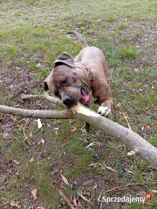 Reproduktor Amstaff Wyszogród