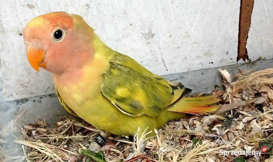 Nierozłączki czerwonoczelne szeki Ostroróg sprzedam