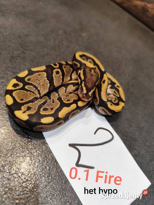 Pyton krolewski samiczka młoda Pruszków