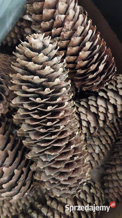 Szyszki sosnowe modrzewiowe swierkowe Wola Jasienicka