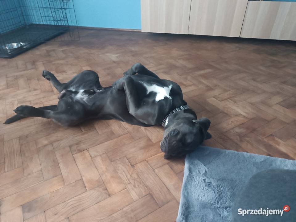 Cane corso 11 miesięcy piwa szuka domu Katowice