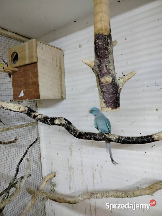 Para aleksandret 2023 Jarosław