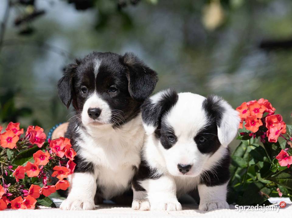 Szczeniaki Welsh Corgi Cardigan z rodowodem FCI Warszawa