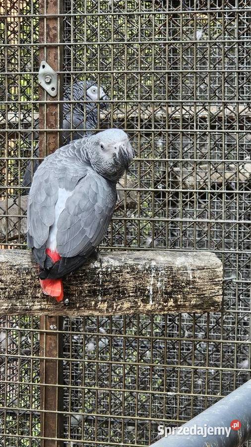 Żako kongijskie Bydgoszcz