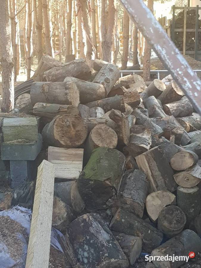 Buk wyprzedaz sezonowany 3 lata mazowieckie Płońsk