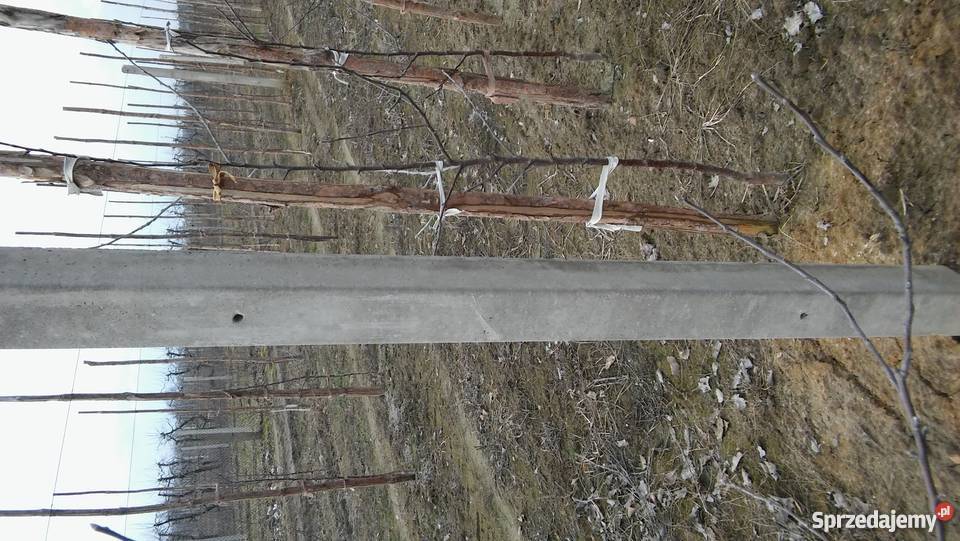 Sprzedam słupki betonowe ogrodzeniowe PRODUCENT Białośliwie