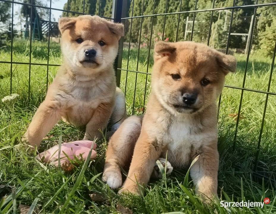 Rezerwacje na dwoje szczeniąt rasy Shiba Inu Bychawka Trzecia
