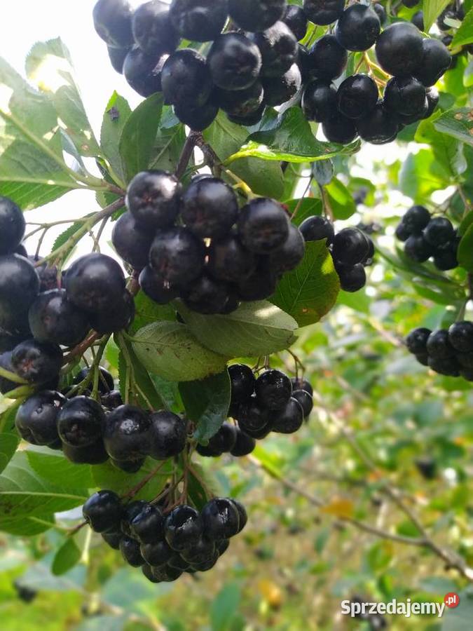 Aronia Piękny duży owoc Wysyłka kurierem DPD Pozostałe