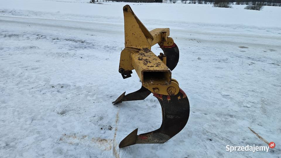 Głębosz zachodni 3 łapy MASYW nieuszkodzony Głębosze Brodnica sprzedam