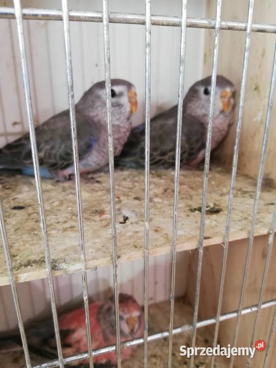 Sprzedam lilianki Nowy Sącz sprzedam