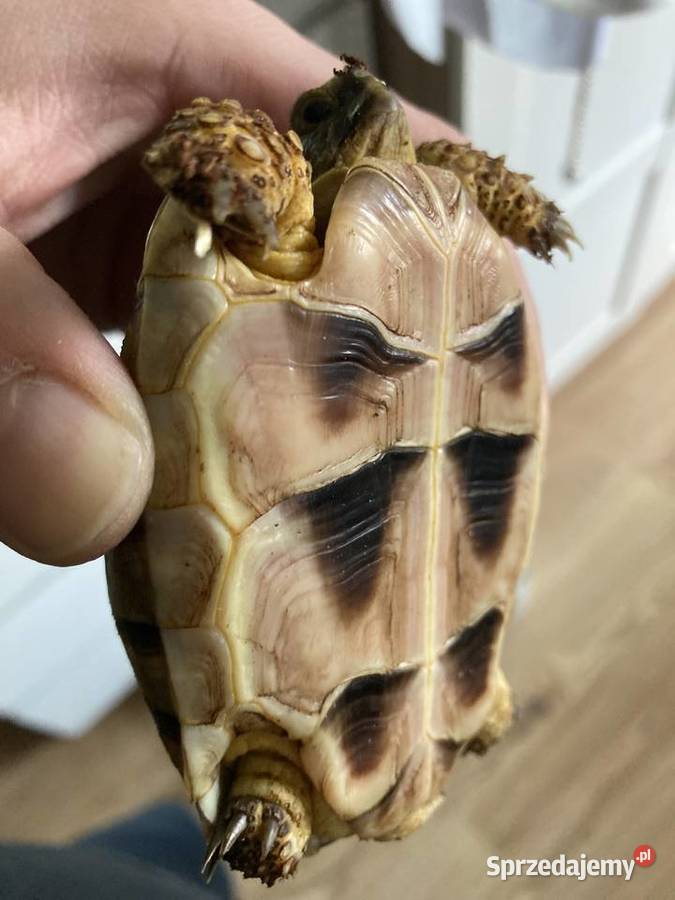 Żółw Marginata około cztery lata Testudo