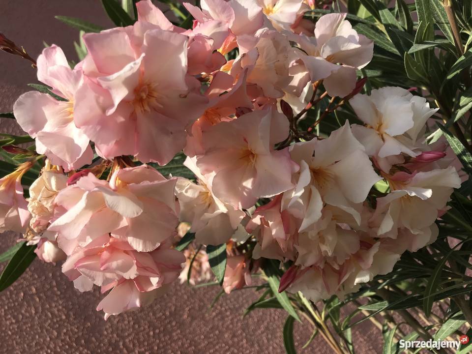 OKEANDER CHOPIN Brzeźnica