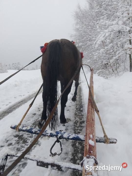 sprzedam klacz zimnokrwistom Ropczyce sprzedam