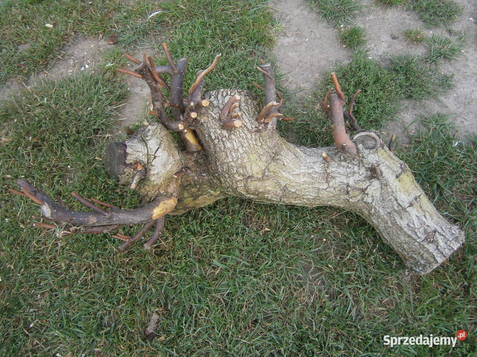 konary wierzby mandżurskiej Siedlce