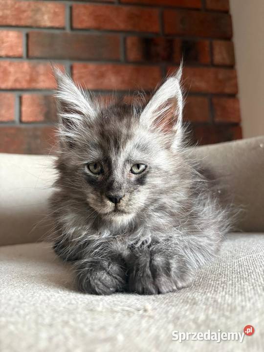 Maine Coon Oreo Szembruk