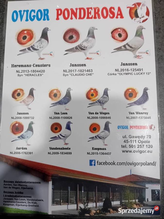 Ovigor panderosa samiec 2019r Toruń