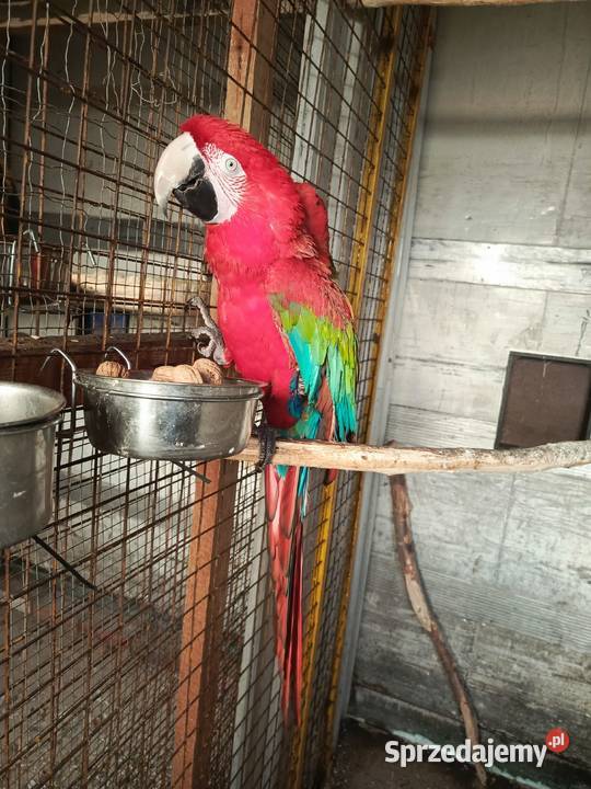 Ara Chloropter Ptaki Pamiątkowo