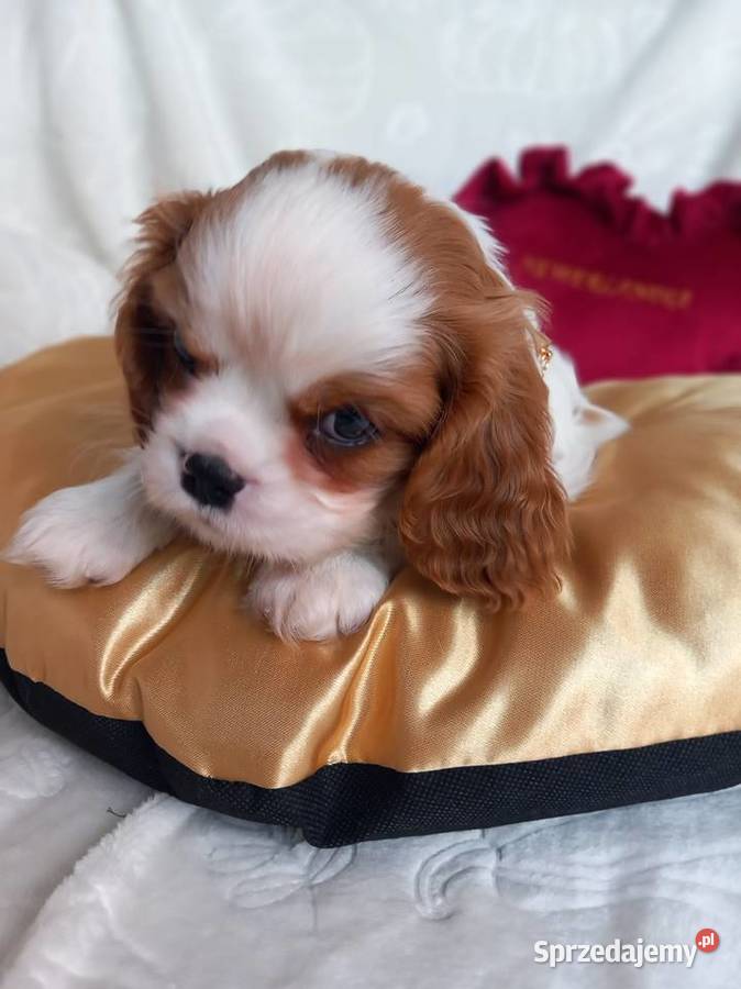 Cavalier King Charles Spaniel sprzedam