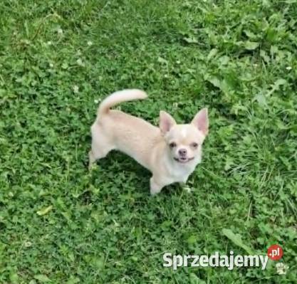Chihuahua biało kremowa suczka śląskie Częstochowa